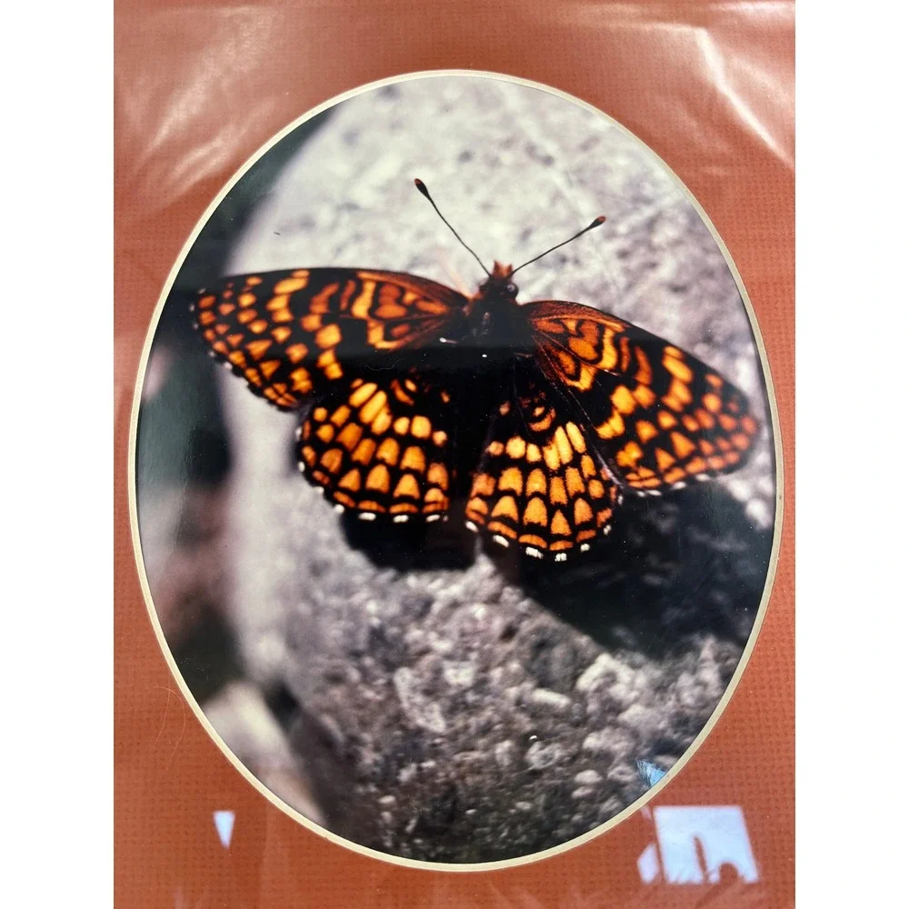 Vintage Butterfly Moth Forest Framed Art Nature Photography Silver Metal Frame
